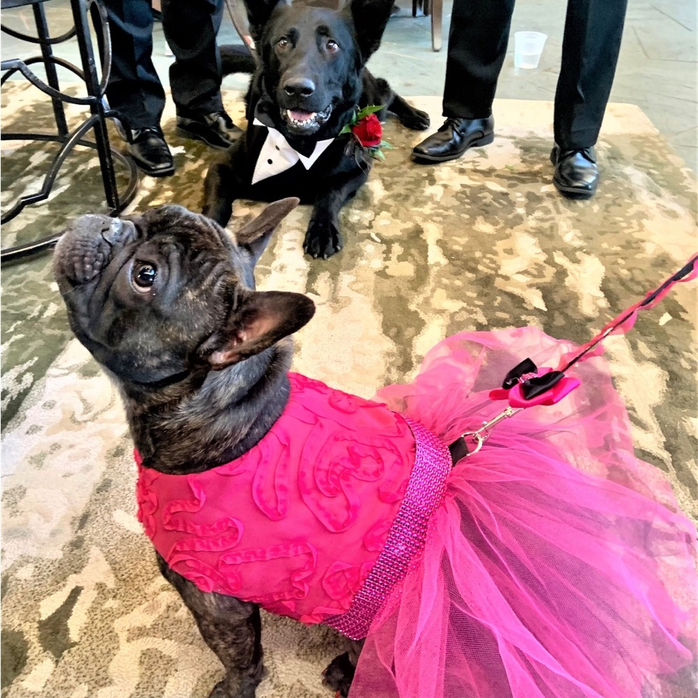 Doggie dress